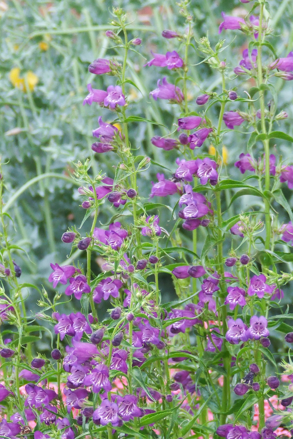 Pikes Peak Purple Penstemon